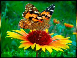 Мерцающие открытки с бабочками. Открытки с красивыми бабочками скачать беспла...