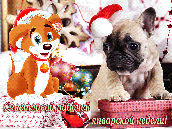 Забавные открытки с пожеланиями удачной недели. Открытки удачной недели скача...