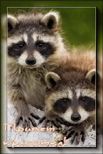 Красивые анимационные открытки с различными приветствиями скачать бесплатно.