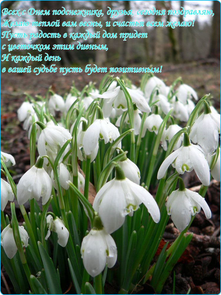 Красивые открытки с днем подснежника. Открытки с днем подснежников скачать бе...