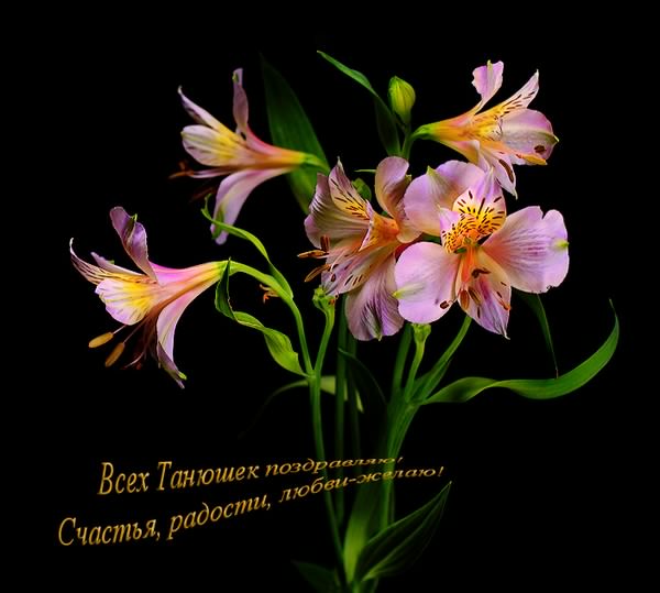 Открытки с поздравлениями на Татьянин День 25 января скачать бесплатно.