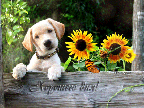 Открытки с пожеланиями хорошего дня. Скачать бесплатно открытки удачного дня.