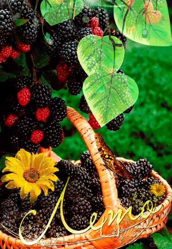 Открытки на тему лета скачать бесплатно. Анимационные открытки про лето.