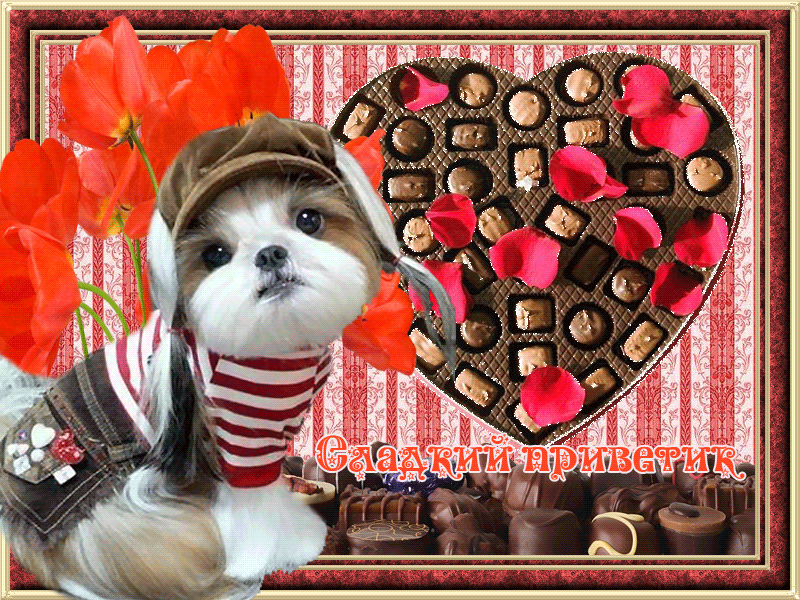 Красивые анимационные открытки с различными приветствиями скачать бесплатно.