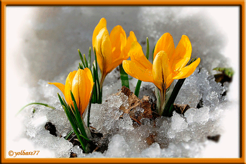 Красивые мерцающие открытки на весеннюю тематику. Скачать бесплатно открытки с весной.