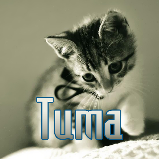 Анимационные открытки с именем Тимофей. Открытки с мужскими именами с поздрав...