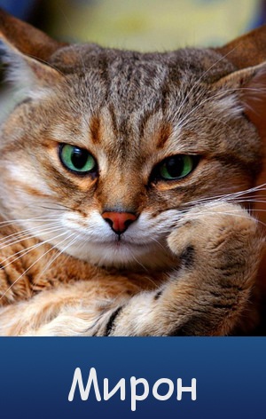 Открытки с именем Мирон с признаниями в любви. Скачать бесплатно открытки с и...