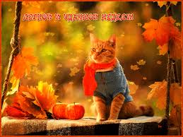 Забавные открытки с пожеланиями удачной недели. Открытки удачной недели скача...