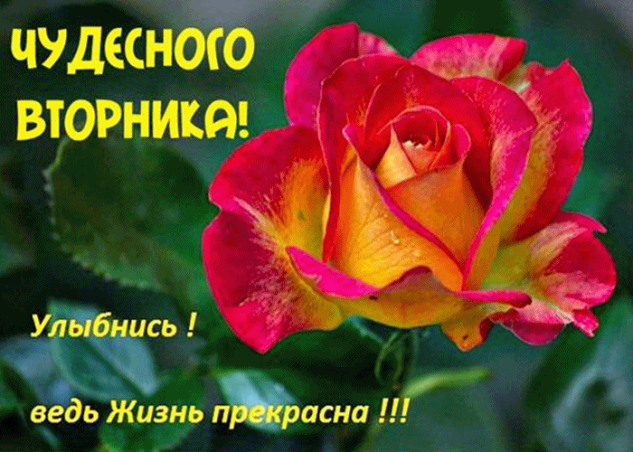 Позитивные открытки на вторник. Картинки про вторник скачать бесплатно.