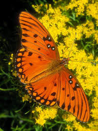 Мерцающие открытки с бабочками. Открытки с красивыми бабочками скачать беспла...