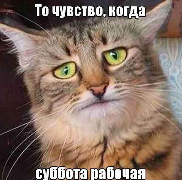 Интересные открытки на субботу. Веселые открытки на выходные.