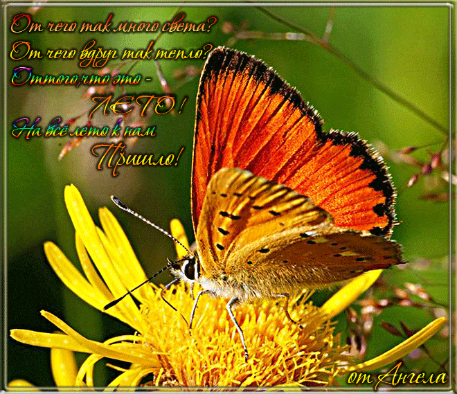 Открытки на тему лета скачать бесплатно. Анимационные открытки про лето.