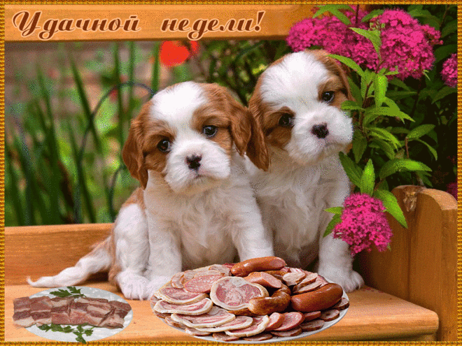 Забавные открытки с пожеланиями удачной недели. Открытки удачной недели скача...