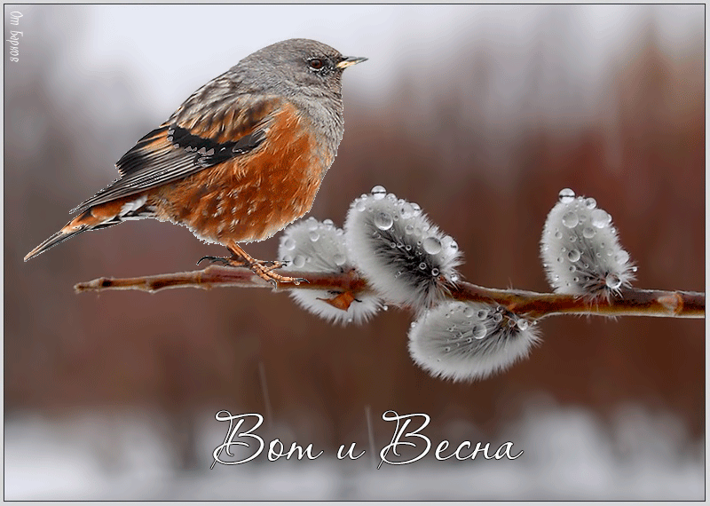 Красивые мерцающие открытки на весеннюю тематику. Скачать бесплатно открытки ...