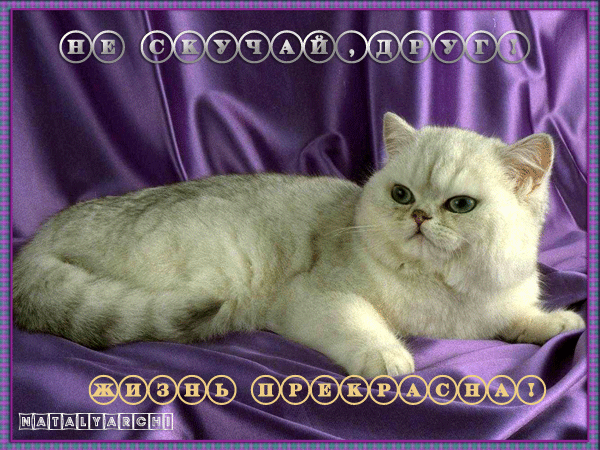 Веселые открытки с приколами не скучай скачать бесплатно.    