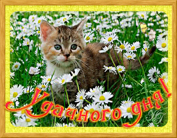 Открытки желаю удачи скачать бесплатно. Красивые открытки с пожеланиями удачи.