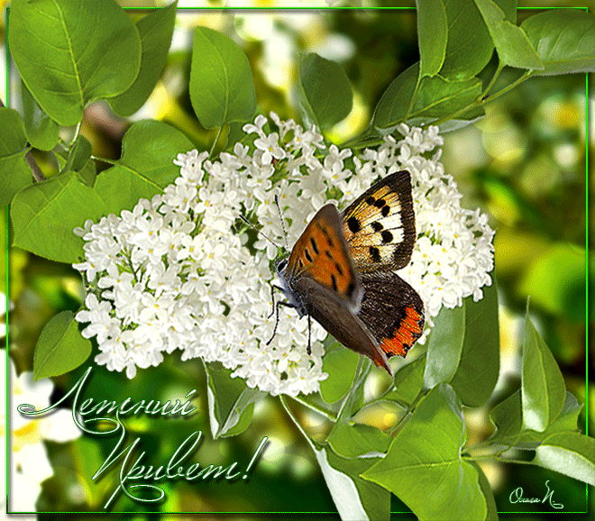 Открытки на тему лета скачать бесплатно. Анимационные открытки про лето.