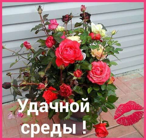 Открытки с пожеланиями отличной среды. Красивые открытки на среду.