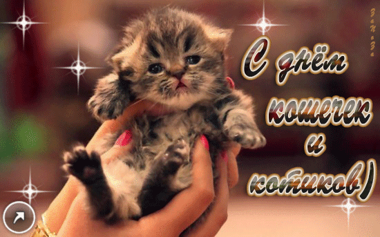 Скачать бесплатно прикольные открытки с днем кошек. Открытки с днем кошек gif.