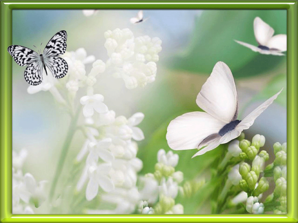 Мерцающие открытки с бабочками. Открытки с красивыми бабочками скачать беспла...