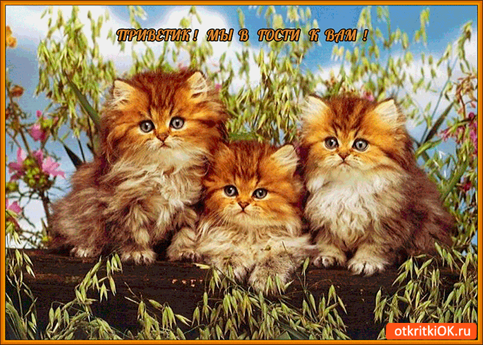 Красивые анимационные открытки с различными приветствиями скачать бесплатно.