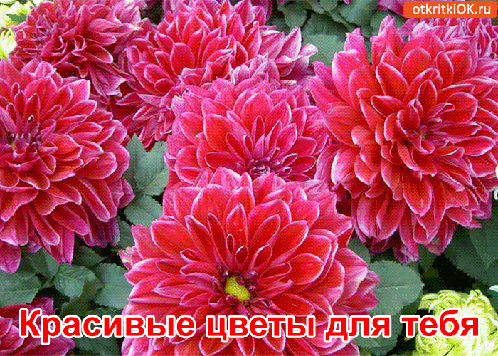 Красивые открытки для тебя скачать бесплатно. Анимационные открытки тебе gif