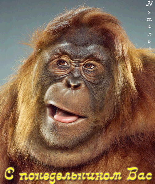 Открытки с наилучшими пожеланиями на понедельник. Открытки на понедельник ска...