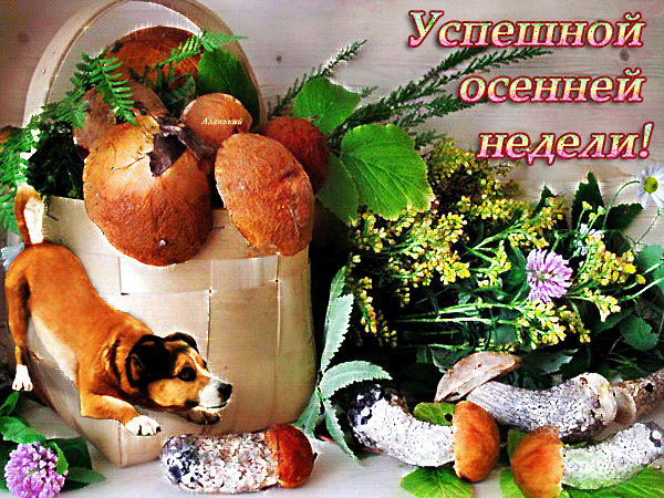 Забавные открытки с пожеланиями удачной недели. Открытки удачной недели скача...