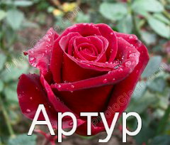 Открытки я люблю тебя Артур. Скачать бесплатно открытки с именем Артур. 