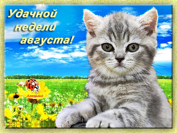 Забавные открытки с пожеланиями удачной недели. Открытки удачной недели скача...