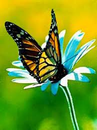 Мерцающие открытки с бабочками. Открытки с красивыми бабочками скачать беспла...