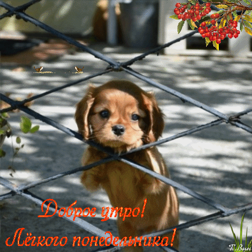 Открытки с наилучшими пожеланиями на понедельник. Открытки на понедельник ска...