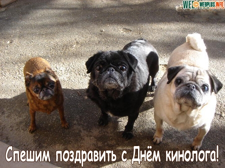 Открытки с пожеланиями на день кинолога скачать бесплатно.    