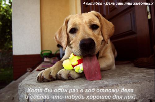 Открытки с днём защиты животных скачать бесплатно. Открытки с днём защиты жив...
