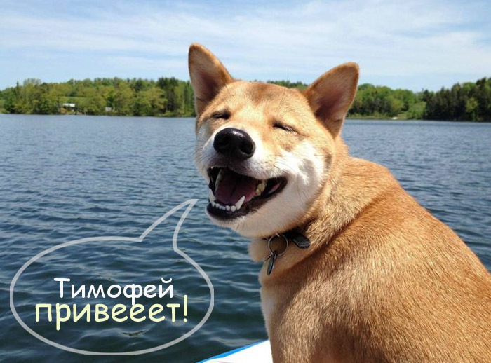 Анимационные открытки с именем Тимофей. Открытки с мужскими именами с поздрав...