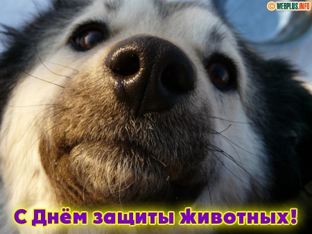 Открытки с днём защиты животных скачать бесплатно. Открытки с днём защиты жив...