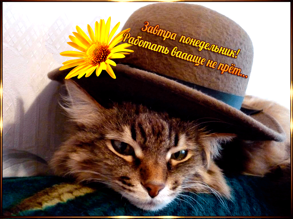 Открытки с наилучшими пожеланиями на понедельник. Открытки на понедельник ска...