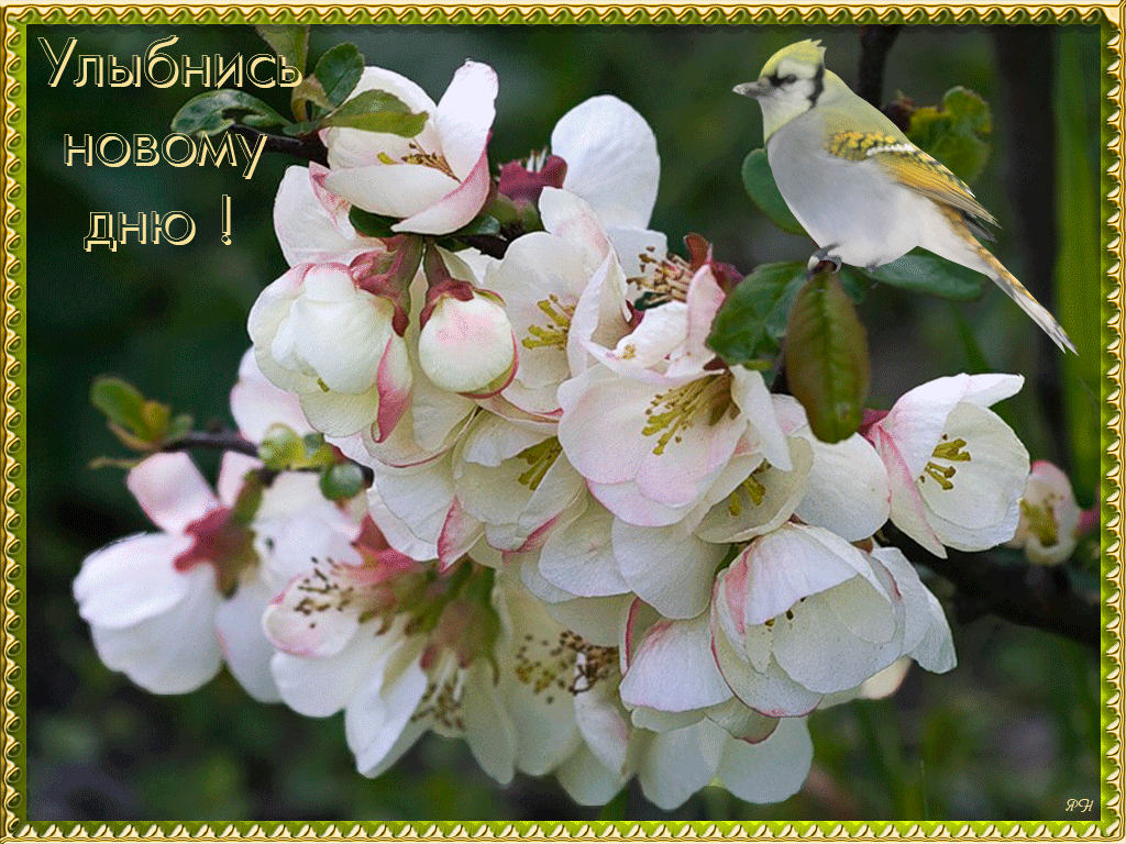 Весёлые открытки с пожеланиями улыбнись. Открытки с улыбкой скачать бесплатно.