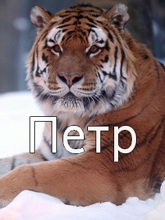 С днём рождения Петя открытки. Открытки с мужскими именами. Открытки с именем Пётр gif.