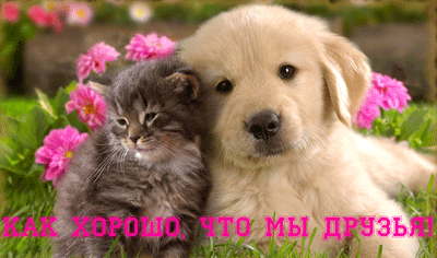 Красивые открытки для любимых друзей. Открытки о дружбе скачать бесплатно.