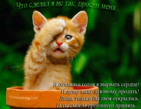 Открытки Красивые открытки с извинениями скачать бесплатно. Открытки прости меня gif. Открытки прошу прощения скачать бесплатно. Красивые открытки прости меня с цветами. Мерцающие картинки с извинениями для девушки. Открытки прости меня мама gif. 