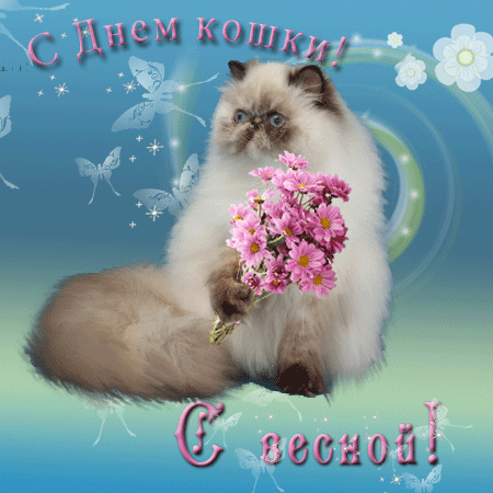 Скачать бесплатно прикольные открытки с днем кошек. Открытки с днем кошек gif.