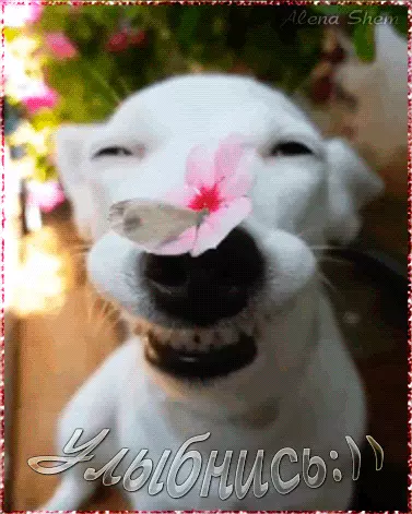 Весёлые открытки с пожеланиями улыбнись. Открытки с улыбкой скачать бесплатно.