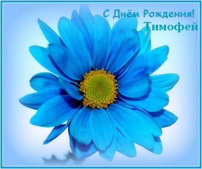 Анимационные открытки с именем Тимофей. Открытки с мужскими именами с поздрав...