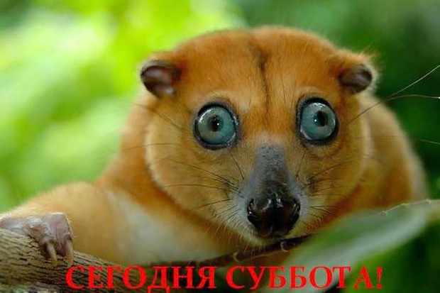 Интересные открытки на субботу. Веселые открытки на выходные.