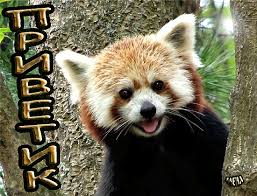 Красивые анимационные открытки с различными приветствиями скачать бесплатно.