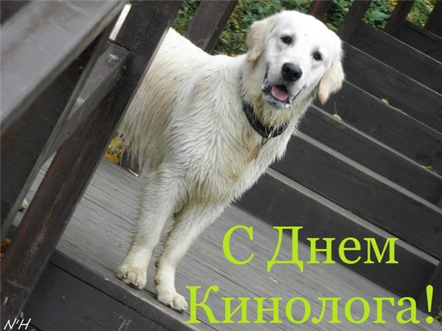 Открытки с пожеланиями на день кинолога скачать бесплатно.    