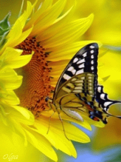 Мерцающие открытки с бабочками. Открытки с красивыми бабочками скачать беспла...