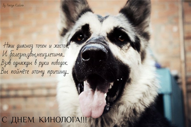 Открытки с пожеланиями на день кинолога скачать бесплатно.    