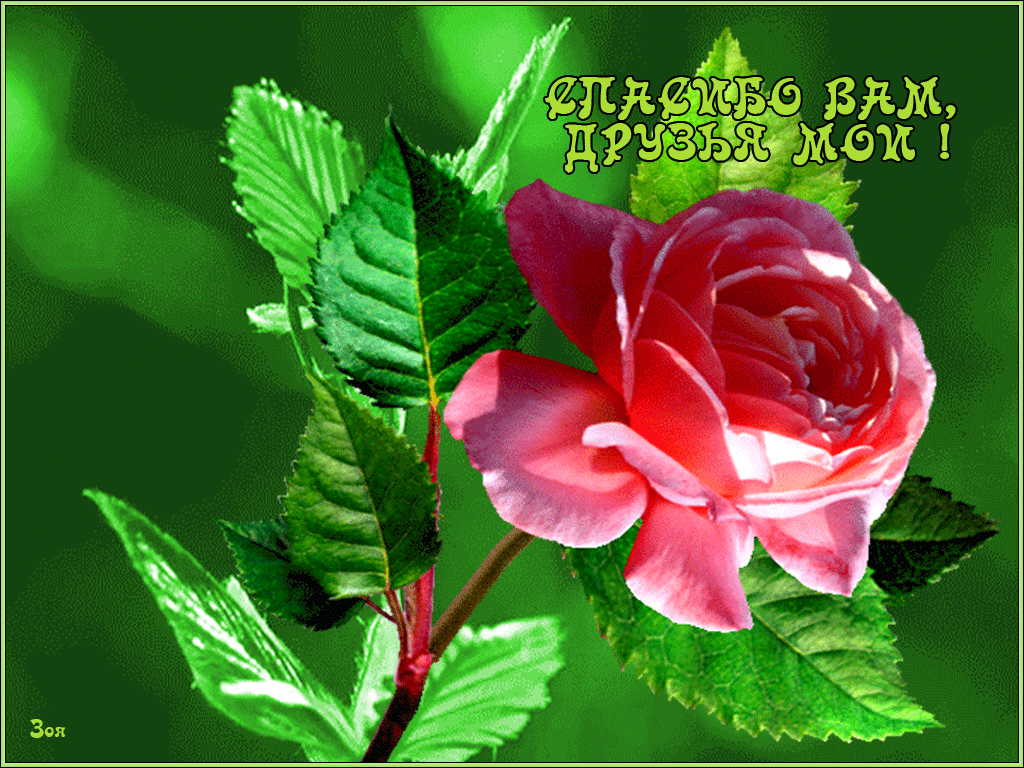 Анимационные открытки с благодарностью. Открытки спасибо скачать бесплатно.